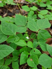 Hylodesmum pauciflorum