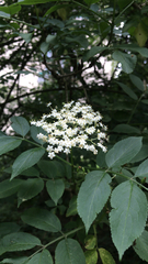 Sambucus nigra