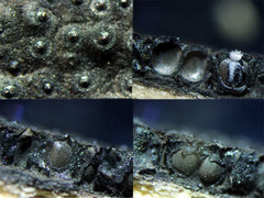 Annulohypoxylon substygium