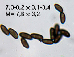 Annulohypoxylon substygium
