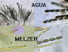 Annulohypoxylon substygium