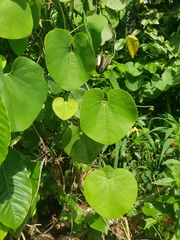 Aristolochia ringens