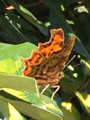Polygonia c-album