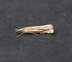 Crambus whitmerellus