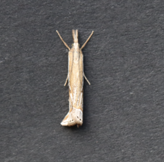 Crambus whitmerellus