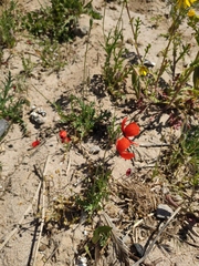 Papaver dubium stevenianum