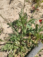 Papaver dubium stevenianum