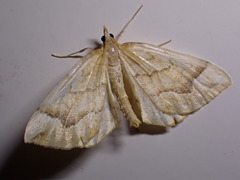 Eulithis mellinata