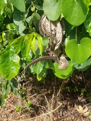 Aristolochia ringens