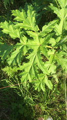 Heracleum mantegazzianum