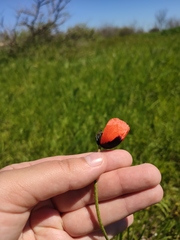 Papaver dubium stevenianum