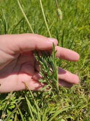 Papaver dubium stevenianum