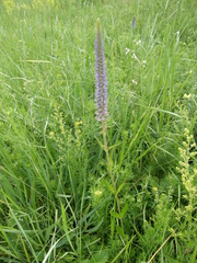 Veronica orchidea