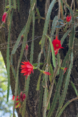 Disocactus speciosus