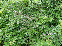 Cynoglottis barrelieri