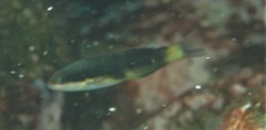 Thalassoma nigrofasciatum