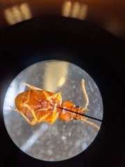 Elaphropus