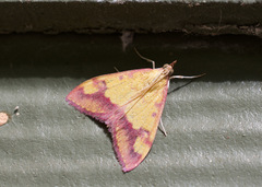Pyrausta perrubralis