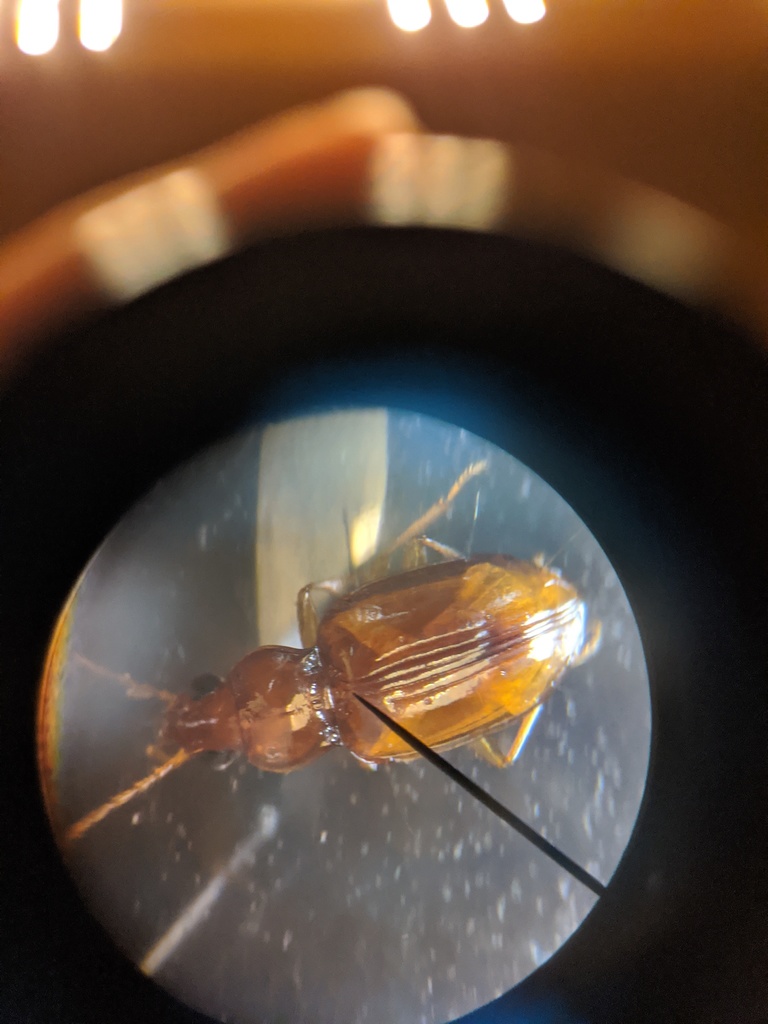 Elaphropus conspicuus