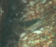 Thalassoma nigrofasciatum