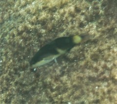 Thalassoma nigrofasciatum