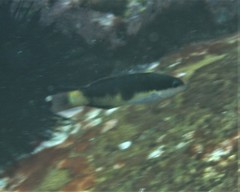 Thalassoma nigrofasciatum
