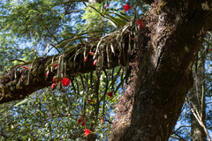 Disocactus speciosus