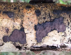 Biscogniauxia nummularia