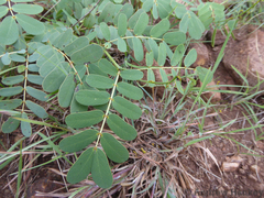 Senna italica