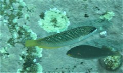 Anampses elegans