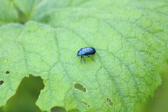 Oreina cacaliae