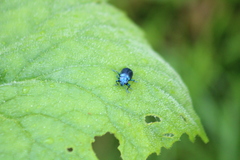 Oreina cacaliae