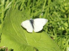 Pieris bryoniae