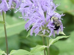 Bombus bimaculatus