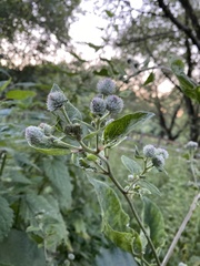 Arctium tomentosum