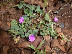 Corbichonia decumbens