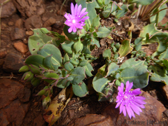 Corbichonia decumbens