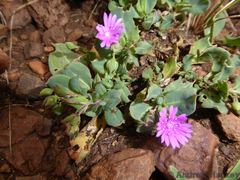 Corbichonia decumbens
