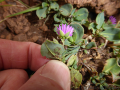 Corbichonia decumbens