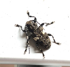 Aegomorphus quadrigibbus