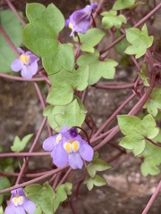 Cymbalaria muralis