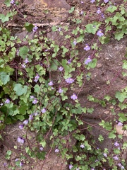 Cymbalaria muralis