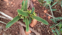 Vanguerieae