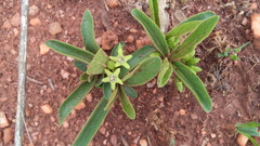 Vanguerieae