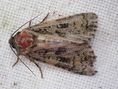 Craniophora ligustri