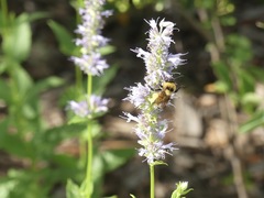 Bombus fervidus