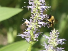 Bombus fervidus