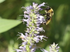 Bombus fervidus