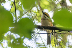 Vireolanius melitophrys