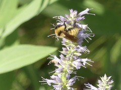 Bombus fervidus